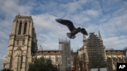 FILE - A seagull flies near Notre Dame Cathedral, Nov. 25, 2020, in Paris.