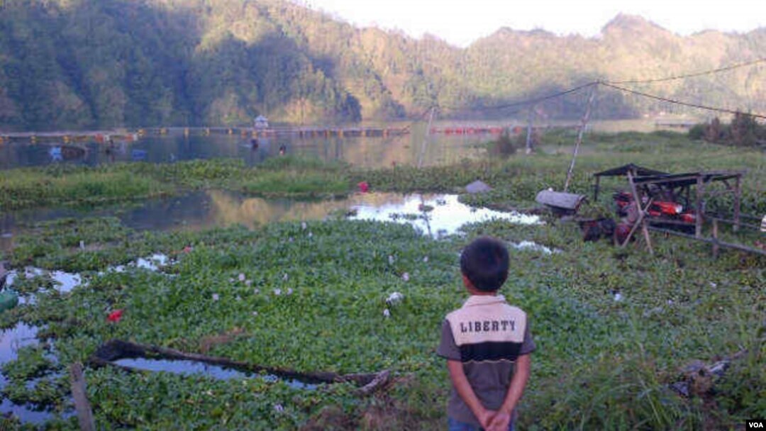 Kondisi Danau Batur yang mengalami pendangkalan dan dipenuhi eceng gondok. (VOA/Muliarta)