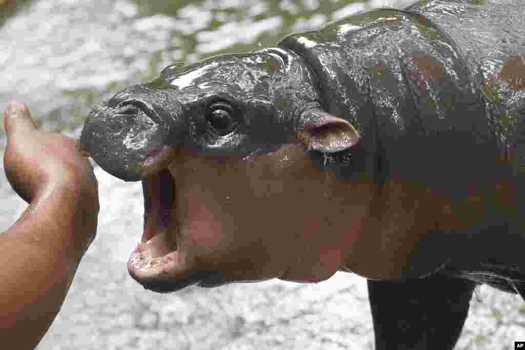 Two-month-old baby hippo Moo Deng plays with a zookeeper in the Khao Kheow Open Zoo in Chonburi province, Thailand.