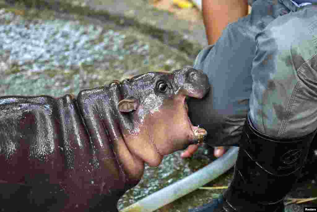 A two-month-old female pygmy hippo named &quot;Moo Deng&quot; who has recently become a viral internet sensation, bites her keeper Atthapon Nundee at Khao Kheow Open Zoo in Chonburi province, Thailand, Sept. 16, 2024.