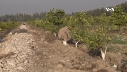 د ننګرهار کانال په دولتي ځمکو کې د مالټو بڼوالي مخ په پراخېدو ده
