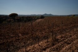 Vineyards charred by a wildfire are pictured at the Chateau des Bertrands vineyard in Cannet-des-Maures, southern France, Aug. 26, 2021.