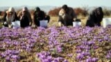 برداشت زعفران از زمین های زیر کشت در قاینات در خراسان جنوبی