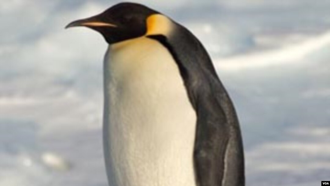 Seekor penguin besar Antartika dari jenis Emperor yang juga dijuluki 'Happy Feet'.