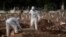 Employés de cimetière enterrant le cercueil d'un homme décédé du coronavirus, Rio de Janeiro, Brésil, 5 juin 2020. (Photo AP)
