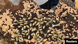 A hive of wild bees is photographed where volunteer farmers work to relocate them, protecting them from the lack of flowering caused by drought and attacks by people who consider them aggressive, in Santa Ana Zegache, Mexico April 30, 2024.