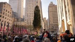 Una grúa levanta el árbol de Navidad que este año adornará el Rockefeller Center, en Nueva York, el 9 de noviembre de 2024