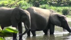 Ujangili wa wanyama pori bado ni tatizo kubwa kwa nchi za Afrika.