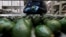 Employees remove stalks from avocados in the Global Fruit Packing Company in Uruapan, in Michoacan state, Mexico, Jan. 31, 2017.