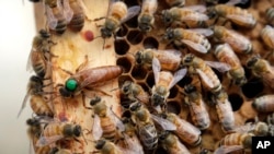 In this Aug. 7, 2019, file photo, the queen bee (marked in green) and worker bees move around a hive at the Veterans Affairs in Manchester, N.H. (AP Photo/Elise Amendola, File)