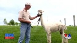 Alpaka tuyalari - Alpaca in Maryland