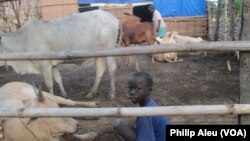 Some children in South Sudan are saying 'no' to working at cattle camps, like this one at Nimule.