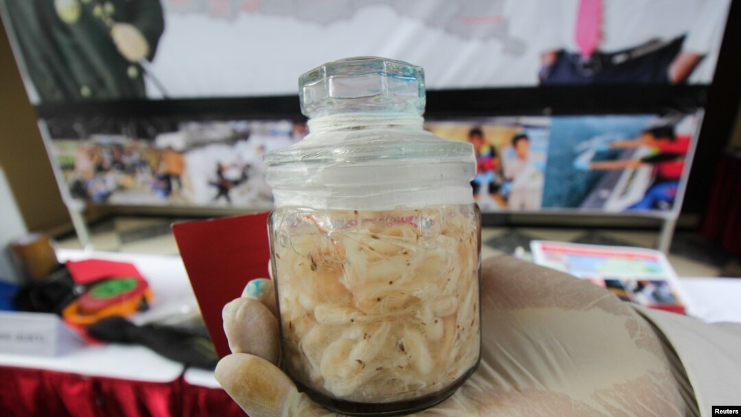 Seorang petugas menunjukkan satu toples bibit lobster (benur) saat jumpa pers tentang perdagangan ilegal bibit lobster di Mapolsek Surabaya, Jawa Timur, 2 Desember 2019. (Foto: Antara via REUTERS)