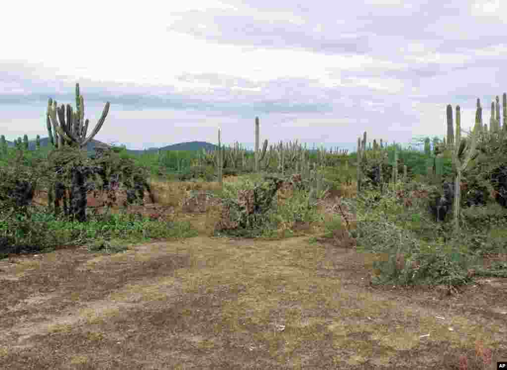 Semi-arid shrubland near Quíbor, Venezuela. Photo: Fernando T. Maestre)