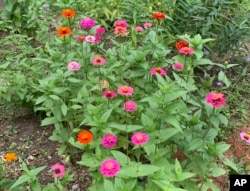 Zinnias bloom in a flower garden in Mamaroneck, N.Y. on Aug. 29, 2022. (AP Photo/Julia Rubin)