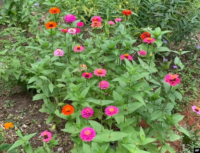 Zinnias bloom in a flower garden in Mamaroneck, N.Y. on Aug. 29, 2022. (AP Photo/Julia Rubin)