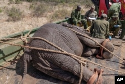 Petugas jagawana dan tim penangkap Satwa Liar Kenya, mencatat data seekor gajah yang akan direlokasi di Taman Nasional Mwea, sebelah timur ibu kota Nairobi, Kenya, Senin, 14 Oktober 2024. (Brian Inganga/AP)