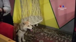 Աժ թեկնածուներին կարելի է հանդիպել ամենուր, նույնիսկ կենդանասերների սրճարանում