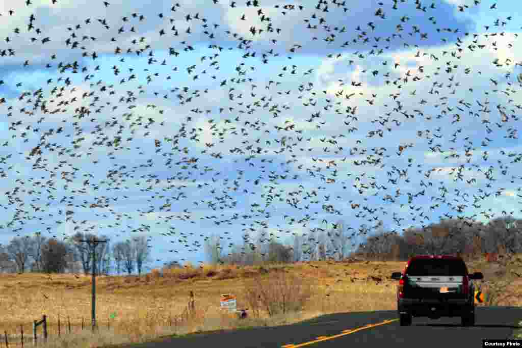 Roadside Starling Flock, Idaho, 2012. (Courtesy of Wallace Keck)