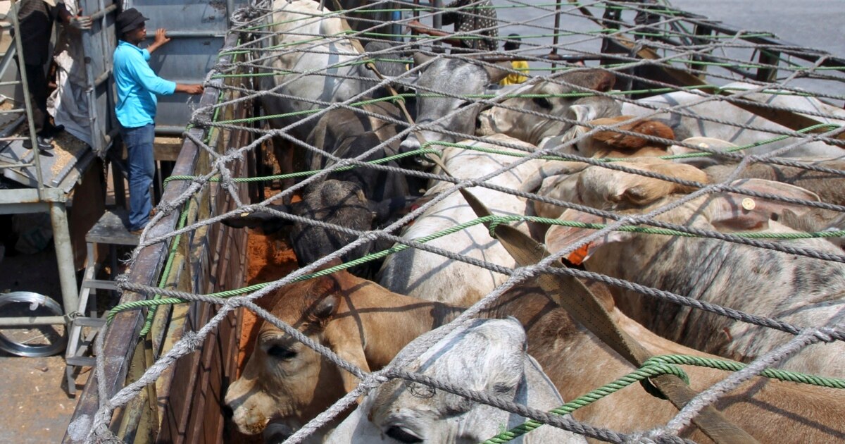 RI-Australia Sepakati Penambahan Impor Sapi