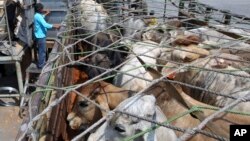 Seorang pekerja di pelabuhan Tanjung Priok, Jakarta memasukkan sapi-sapi yang baru datang dari Australia ke dalam truk (foto: dok). Indonesia dan Australia setuju untuk meningkatkan jumlah impor sapi dari Australia. 