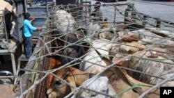 Ternak yang diimpor dari Australia diangkut ke atas truk di pelabuhan Tanjung Priok, Jakarta Utara. (Foto: Dok)