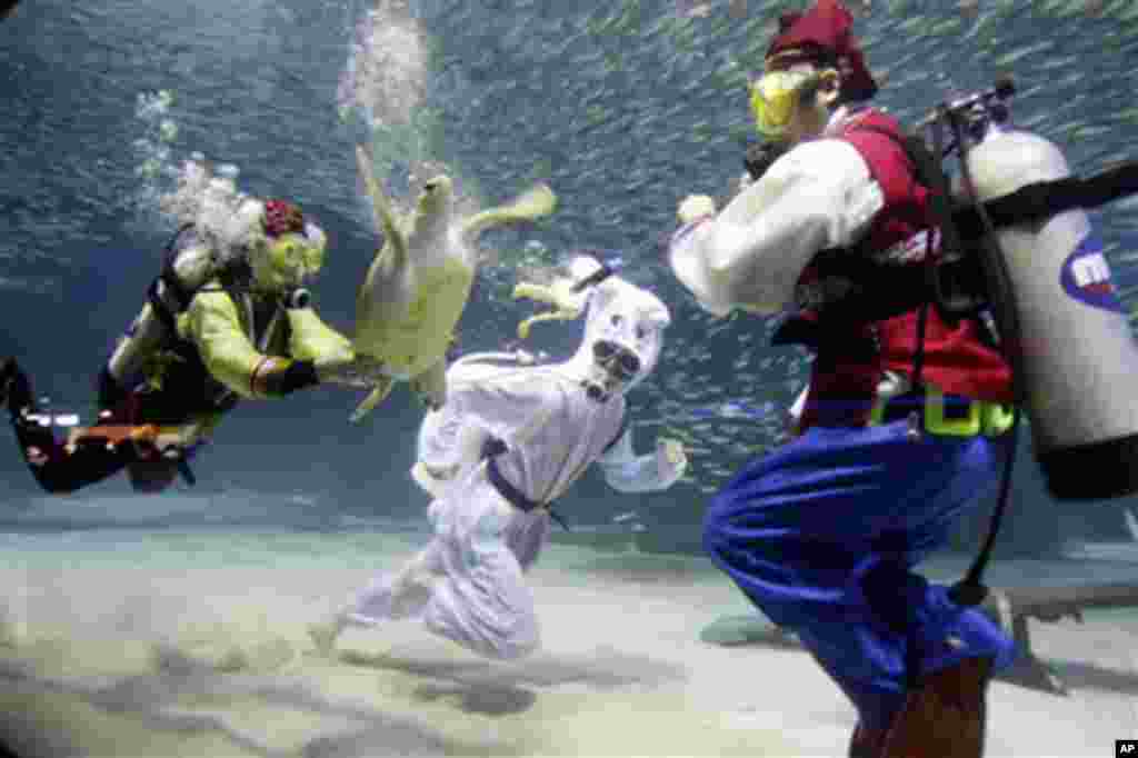 Dressed in a rabbit, center and traditional dresses outfits, three divers perform with a turtle as part of New Year events at the Coex Aquarium in Seoul, South Korea, 31 Dec 2010. The year of 2011 is the Year of Rabbit under the 12-year Chinese cycle. (AP