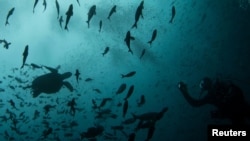 La diversidad y la riqueza ecológica de las Galápagos son una atracción para la pesca ilegal.