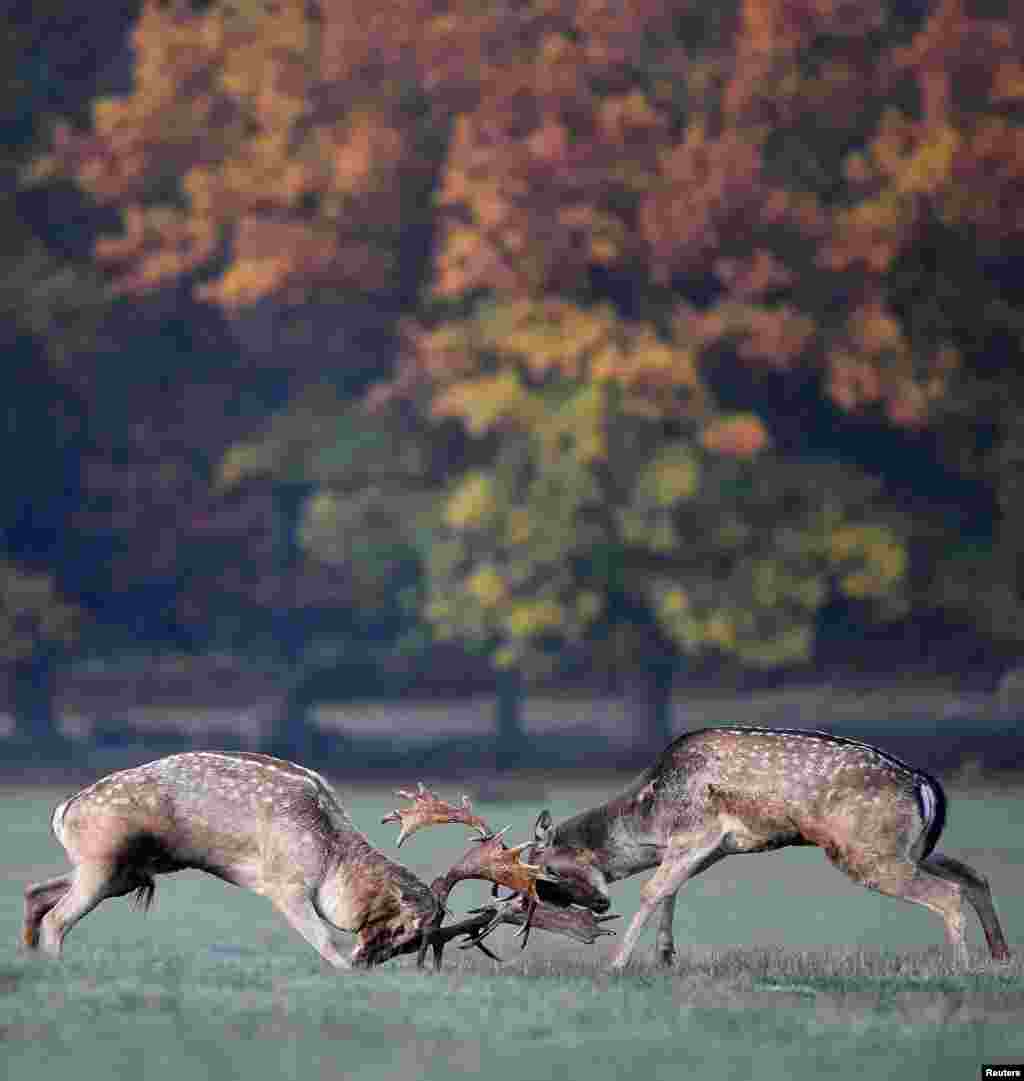 Pertarungan dua rusa jantan (untuk memperebutkan rusa betina) selama musim reproduksi di Richmond Park, London barat, Inggris.