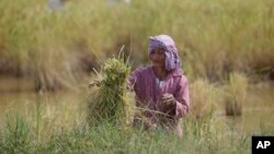 A Cambodian farmer ties a bundle of rice during the rice harvesting season in Trapaing Mean village on the outskirts of Phnom Penh.