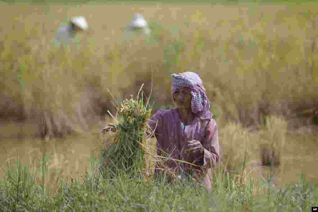 A Cambodian farmer ties a bundle of rice during the rice harvesting season in Trapaing Mean village on the outskirts of Phnom Penh.