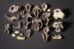 Fossilized mammal skull fossils and lower jaw retrieved from the Corral Bluffs site in Colorado dating from the aftermath of the mass extinction of species 66 million years ago is seen in a picture released Oct. 24, 2019.