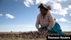 Maxima Ccalla moves dehydrated potatoes on a field in the Carata peasant community, in Punoune, Peru, June 18, 2021.