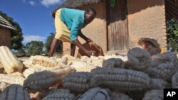 A woman gathers maize grain she harvested in Epworth, on the outskirts of Harare, Zimbabwe. (file) 