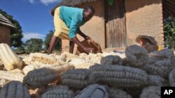 Varimi vazhinji vanonzi vari kurambira chibage chavo sezvo mutengo uri kupiwa nevanotenga uri pasi