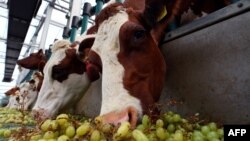 Sapi makan di peternakan sapi perah terapung. Peternakan sapi perah River Ridge Dairies di Sunshine Coast, Queensland, Australia, berusaha meningkatkan produksi susunya dengan produk sampingan dari pabrik penyulingan minuman rum.(Foto: AFP)