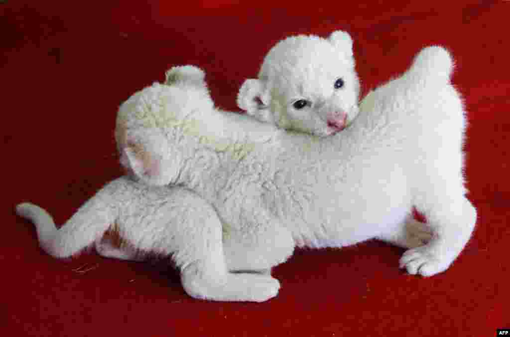 Three-week-old white lion cubs play with each other in their enclosure in Hangzhou zoo in Hangzhou, east China&#39;s Zhejiang province.