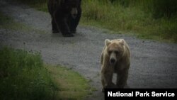 Katmai National Park and Preserve announced this week that a wild grizzly bear named Holly was its champion of Fat Bear Week 2019. (NPS Photo/A. Ramos)