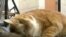 fat cat