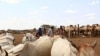 Aiding Somali Herders a Factor in Fighting Famine