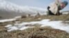 FILE - Cordyceps Sinensis, a caterpillar fungus prized in traditional Tibetan medicine, now popular in China and across the world, on the Laji mountains of Guide County, west China's Qinghai Province.