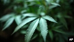 FILE - Marijuana grows at an indoor cannabis farm in Gardena, California, Aug. 15, 2019. Federal health officials are issuing a national warning against marijuana use by adolescents and pregnant women, as more states legalize some forms of the drug's use.