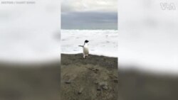 Antarctic Penguin Washes Upon New Zealand Shore