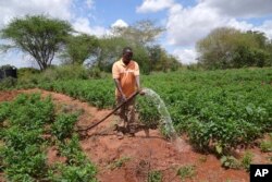 FILE—Farmer Shedrack Mutie Mwanza sprays water from a sand dam at his pepper farm in Makueni County, Kenya on March 1, 2024.