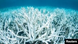 Bleached coral is photographed on Australia's Great Barrier Reef near Port Douglas, Feb. 20, 2017 in this handout image from Greenpeace.