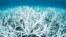 Bleached coral is photographed on Australia's Great Barrier Reef near Port Douglas, Feb. 20, 2017 in this handout image from Greenpeace.