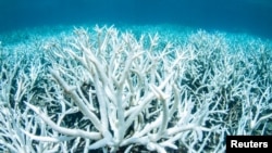 FILE - Bleached coral is photographed on Australia's Great Barrier Reef near Port Douglas, Feb. 20, 2017, in this handout image from Greenpeace.