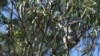 Growing Plants to Save Australia's Koalas