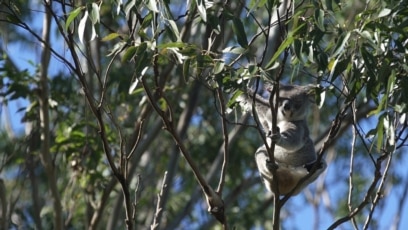 Growing Plants to Save Australia's Koalas