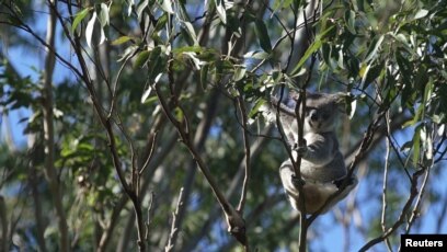 Australia bushfires: Wildlife park spared from bushfires as volunteers  return to help koalas, World News